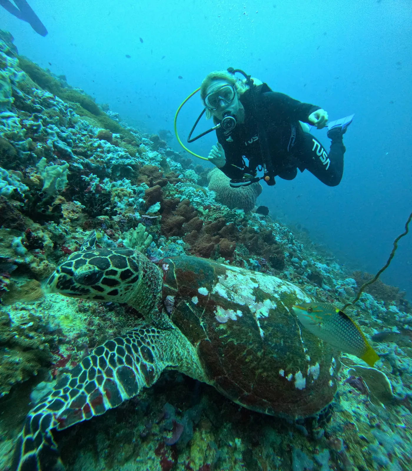 Scuba divers swimming above coral in Bali